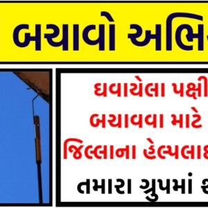 Uttrayan:Gujarat Bird Help line Number 2022