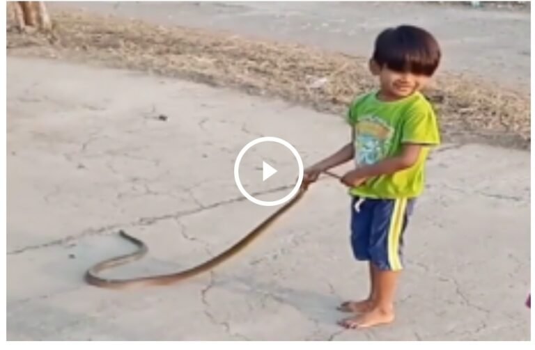 5 ફૂટ લાંબા સાંપ નું એક બાળકે પકડી લીધું પુંછ પછી સાંપ નું જે થયું તે જોવા જેવું છે