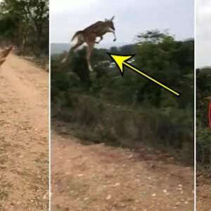 Strange video of flying deer went viral