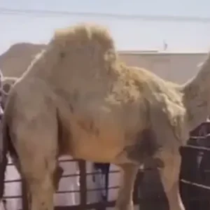 The most expensive camel in the world was sold for 14 crores