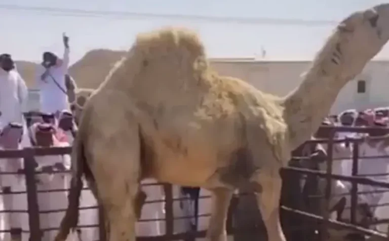 The most expensive camel in the world was sold for 14 crores