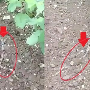A strange type of snake was found in Surendranagar.