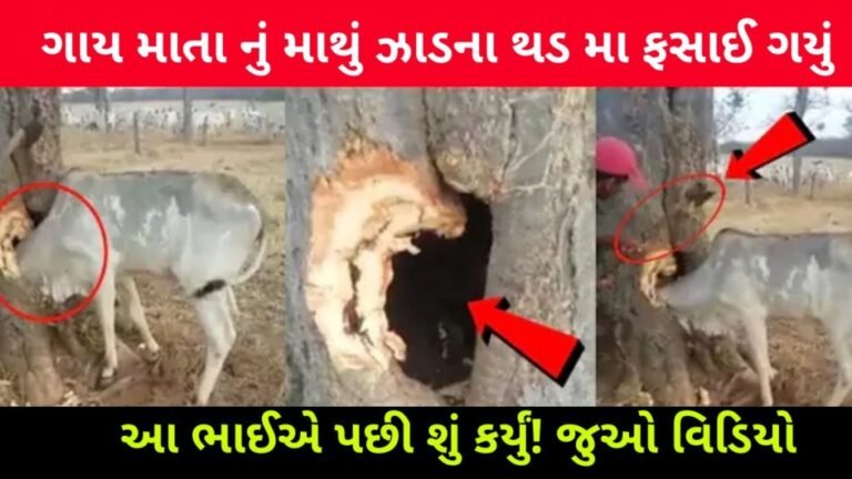 The cow’s head got stuck in the trunk, then what did this person do.