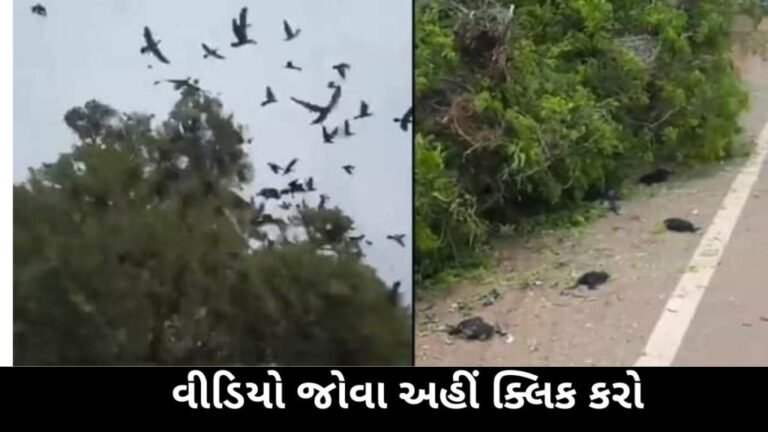 After the JCB felled the tree standing next to the house, nobody saw what happened.